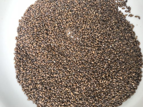 圖 黑冬谷麥批發價格黑冬谷麥廠家價格黑冬谷麥代理價格 上海食品加盟