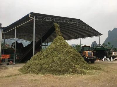 廣西龍州:秸稈養牛 多方受益