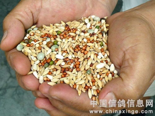 十全十美參加競翔比賽 飼料的選擇策略