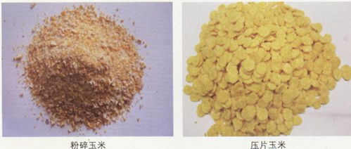 飼料的加工與貯藏 確保質量與安全的關鍵環節