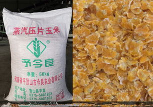 玉米中的長壽因子 金良農業如何通過玉米片飼料推動養殖健康