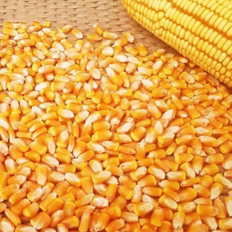 京純(JINGCHUN)雞飼料 農家自產的優質飼料選擇