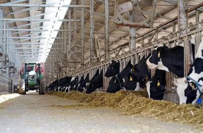 循環鏈條助推“牛經濟”提質增效